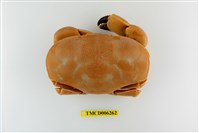 藏品(廣闊愛潔蟹)的圖片